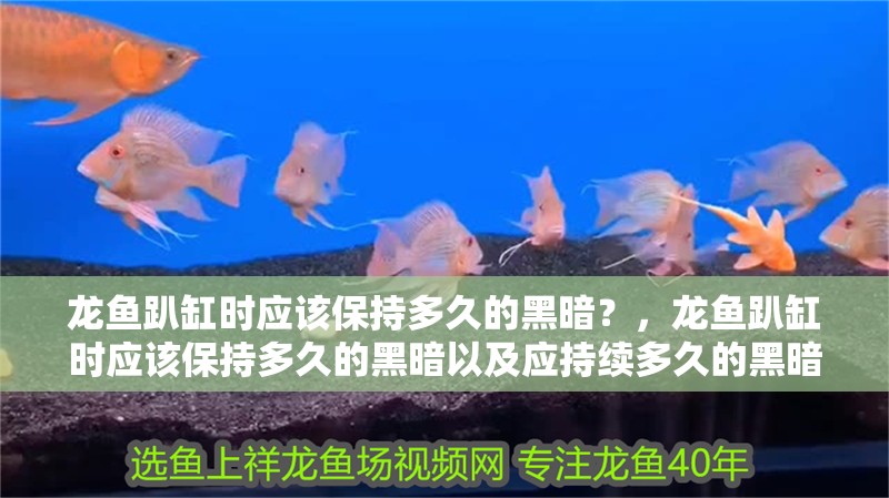 龍魚趴缸時應該保持多久的黑暗？，龍魚趴缸時應該保持多久的黑暗以及應持續多久的黑暗
