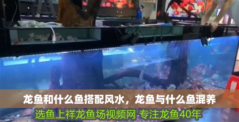 龍魚和什么魚搭配風水，龍魚與什么魚混養