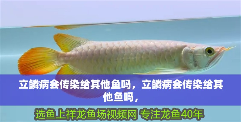 立鱗病會傳染給其他魚嗎，立鱗病會傳染給其他魚嗎，