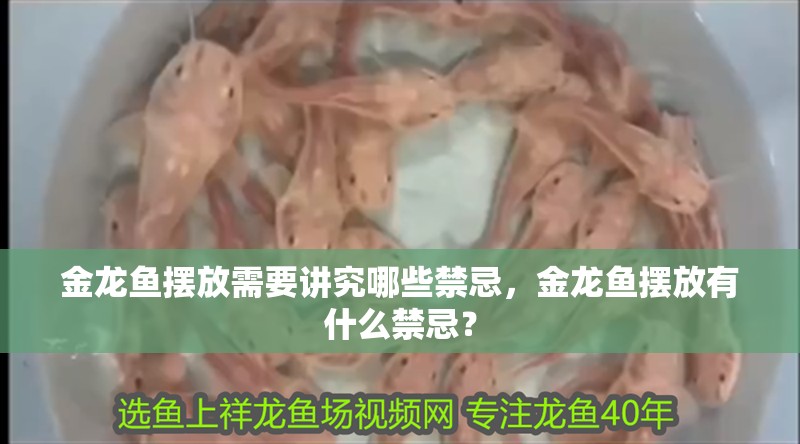 金龍魚擺放需要講究哪些禁忌，金龍魚擺放有什么禁忌？