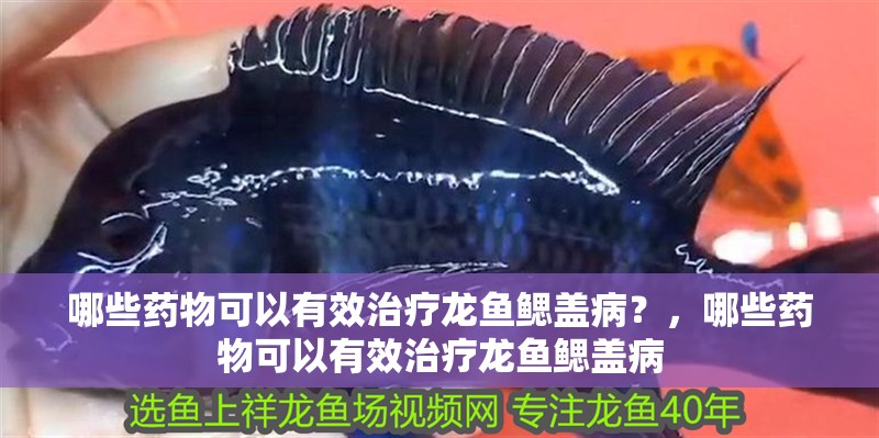 哪些藥物可以有效治療龍魚鰓蓋?。?，哪些藥物可以有效治療龍魚鰓蓋病