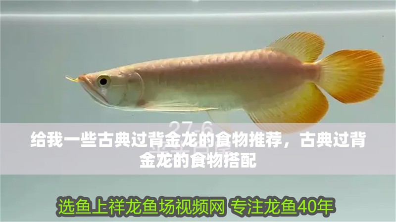 給我一些古典過背金龍的食物推薦，古典過背金龍的食物搭配