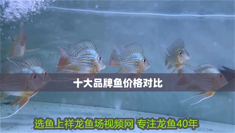十大品牌魚價格對比