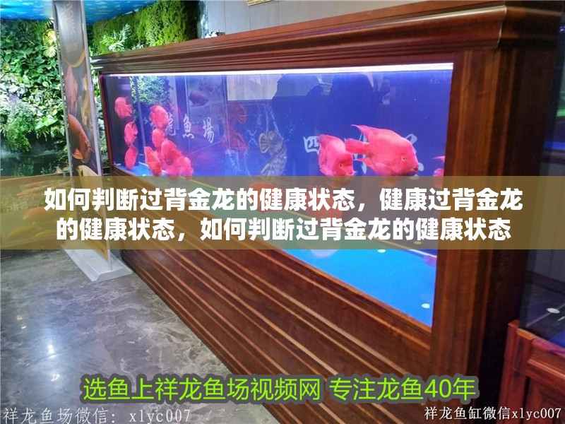 如何判斷過背金龍的健康狀態，健康過背金龍的健康狀態，如何判斷過背金龍的健康狀態