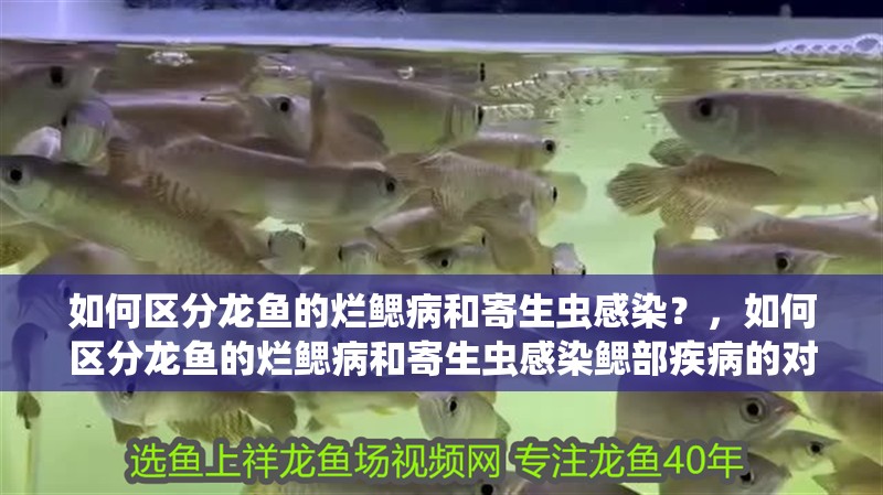 如何區(qū)分龍魚的爛鰓病和寄生蟲感染？，如何區(qū)分龍魚的爛鰓病和寄生蟲感染鰓部疾病的對照表