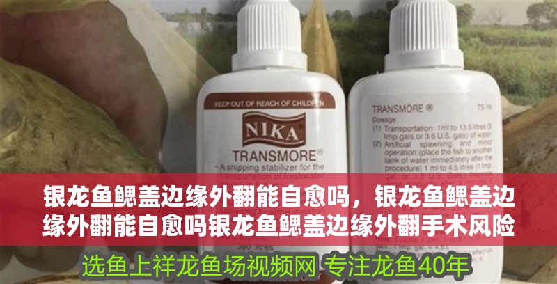 銀龍魚鰓蓋邊緣外翻能自愈嗎，銀龍魚鰓蓋邊緣外翻能自愈嗎銀龍魚鰓蓋邊緣外翻手術風險大嗎