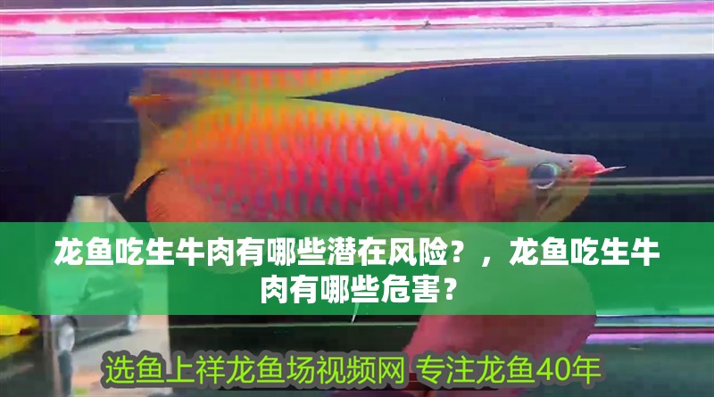 龍魚吃生牛肉有哪些潛在風險？，龍魚吃生牛肉有哪些危害？