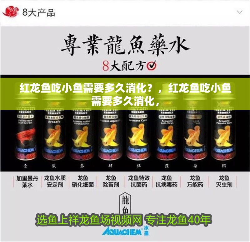 紅龍魚吃小魚需要多久消化？，紅龍魚吃小魚需要多久消化，