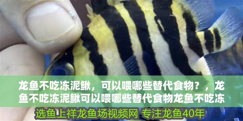 龍魚不吃凍泥鰍，可以喂哪些替代食物？，龍魚不吃凍泥鰍可以喂哪些替代食物龍魚不吃凍泥鰍