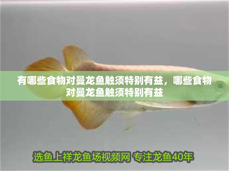 有哪些食物對曼龍魚觸須特別有益，哪些食物對曼龍魚觸須特別有益