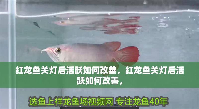 紅龍魚關燈后活躍如何改善，紅龍魚關燈后活躍如何改善，
