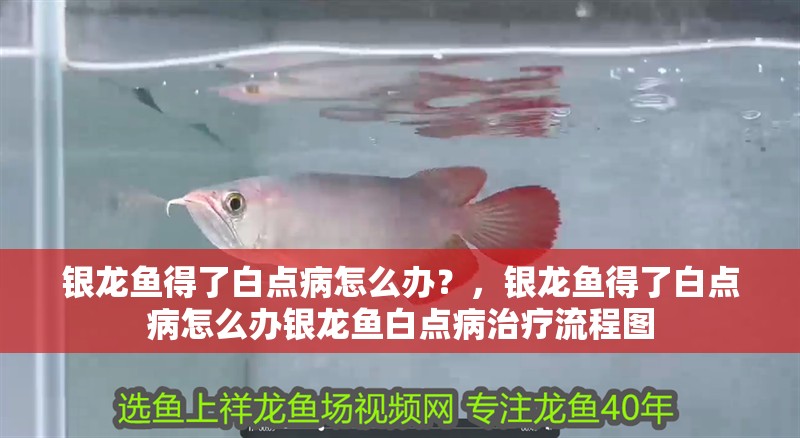 銀龍魚得了白點病怎么辦？，銀龍魚得了白點病怎么辦銀龍魚白點病治療流程圖