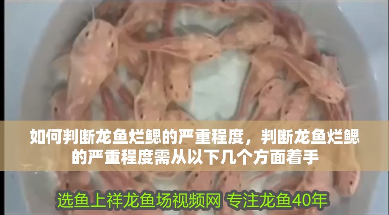 如何判斷龍魚爛鰓的嚴重程度，判斷龍魚爛鰓的嚴重程度需從以下幾個方面著手