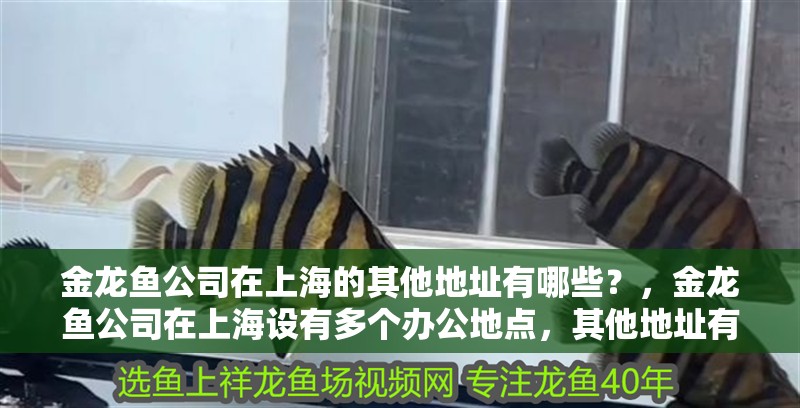 金龍魚公司在上海的其他地址有哪些？，金龍魚公司在上海設有多個辦公地點，其他地址有哪些