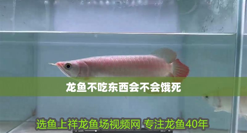 龍魚不吃東西會不會餓死