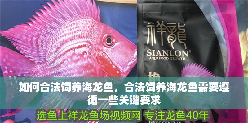 如何合法飼養海龍魚，合法飼養海龍魚需要遵循一些關鍵要求