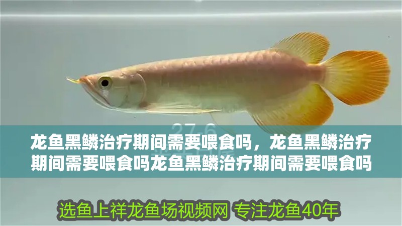 龍魚黑鱗治療期間需要喂食嗎，龍魚黑鱗治療期間需要喂食嗎龍魚黑鱗治療期間需要喂食嗎