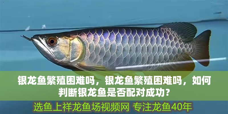 銀龍魚繁殖困難嗎，銀龍魚繁殖困難嗎，如何判斷銀龍魚是否配對成功？