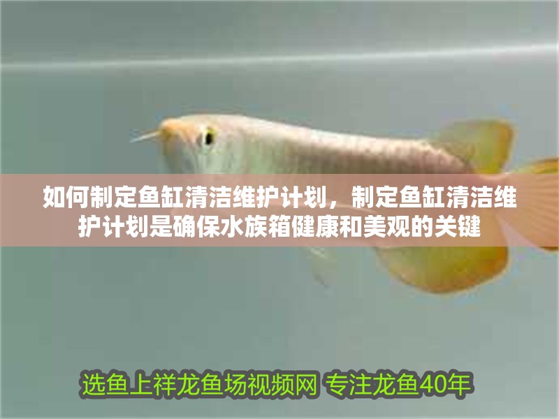 如何制定魚缸清潔維護計劃，制定魚缸清潔維護計劃是確保水族箱健康和美觀的關鍵