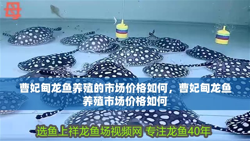 曹妃甸龍魚養殖的市場價格如何，曹妃甸龍魚養殖市場價格如何