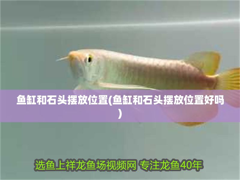 魚缸和石頭擺放位置(魚缸和石頭擺放位置好嗎)