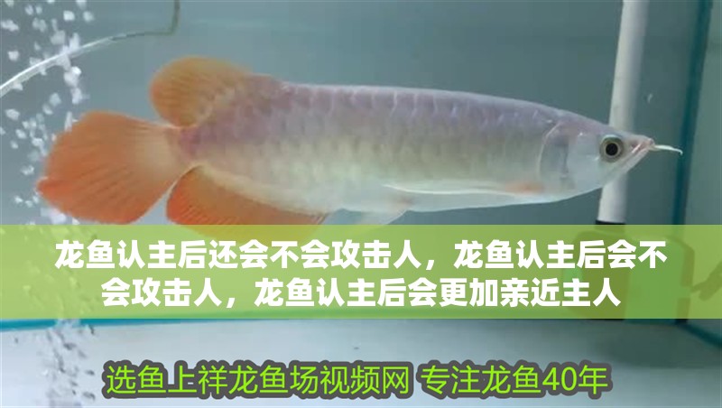 龍魚認主后還會不會攻擊人，龍魚認主后會不會攻擊人，龍魚認主后會更加親近主人