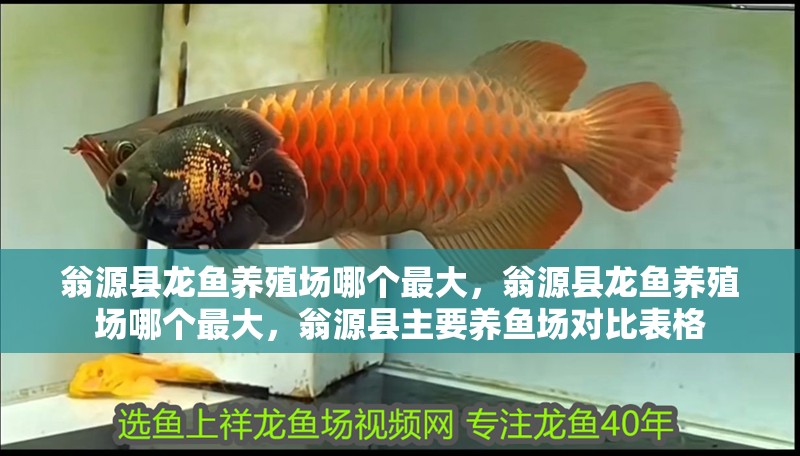 翁源縣龍魚養(yǎng)殖場哪個最大，翁源縣龍魚養(yǎng)殖場哪個最大，翁源縣主要養(yǎng)魚場對比表格