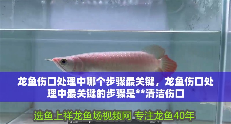 龍魚傷口處理中哪個步驟最關鍵，龍魚傷口處理中最關鍵的步驟是**清潔傷口