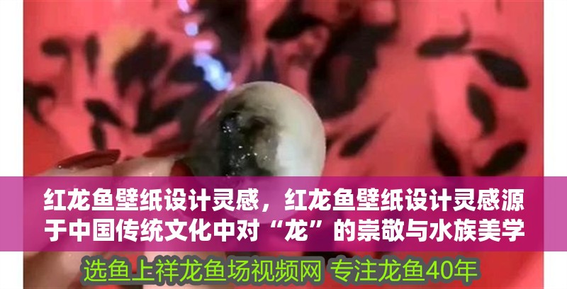 紅龍魚壁紙設計靈感，紅龍魚壁紙設計靈感源于中國傳統文化中對“龍”的崇敬與水族美學的融合