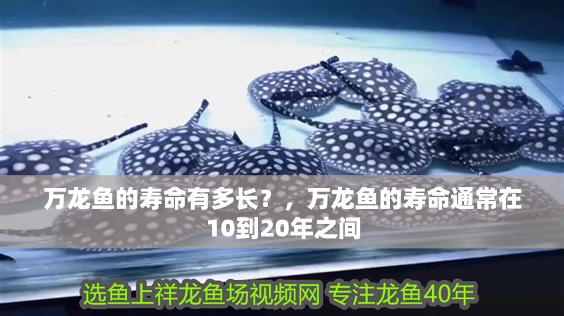 萬龍魚的壽命有多長？，萬龍魚的壽命通常在10到20年之間