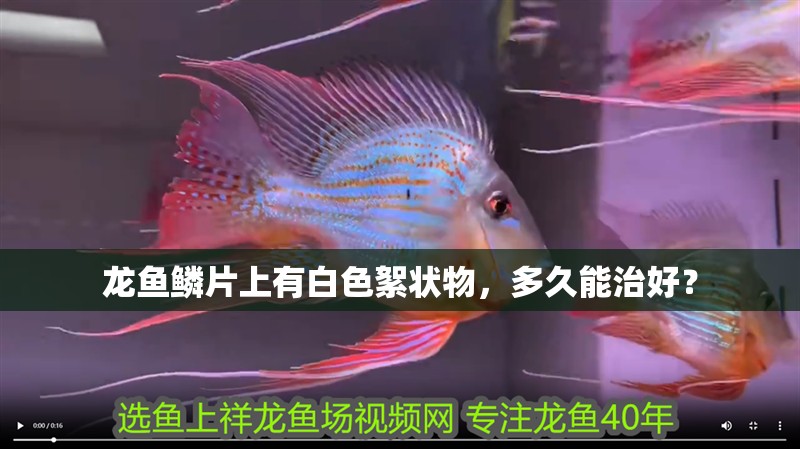 龍魚鱗片上有白色絮狀物，多久能治好？