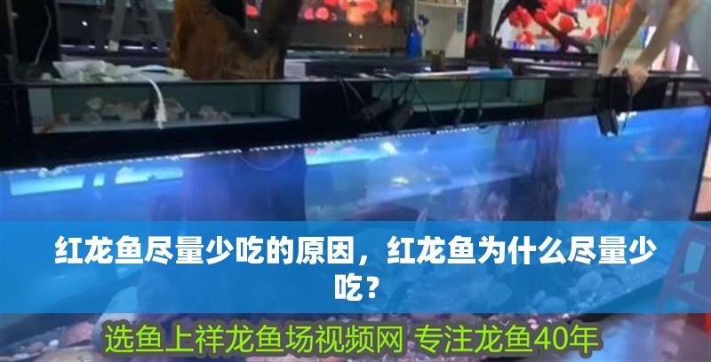 紅龍魚盡量少吃的原因，紅龍魚為什么盡量少吃？