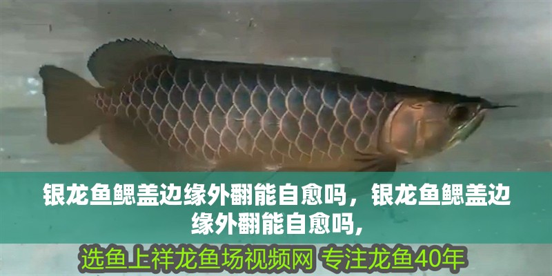 銀龍魚鰓蓋邊緣外翻能自愈嗎，銀龍魚鰓蓋邊緣外翻能自愈嗎,