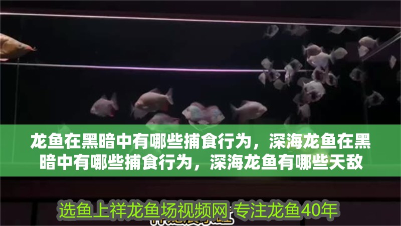 龍魚在黑暗中有哪些捕食行為，深海龍魚在黑暗中有哪些捕食行為，深海龍魚有哪些天敵