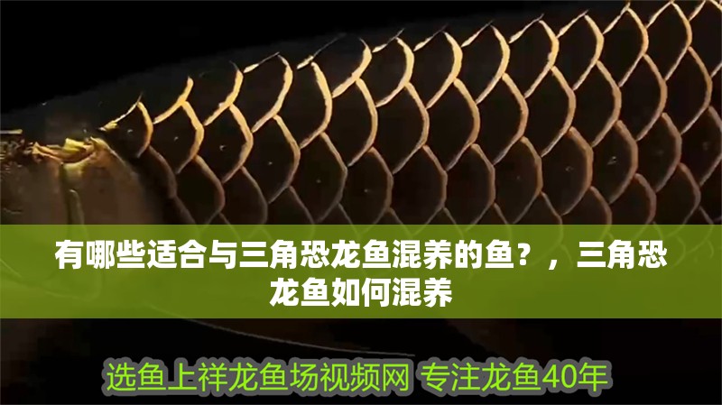 有哪些適合與三角恐龍魚混養的魚？，三角恐龍魚如何混養