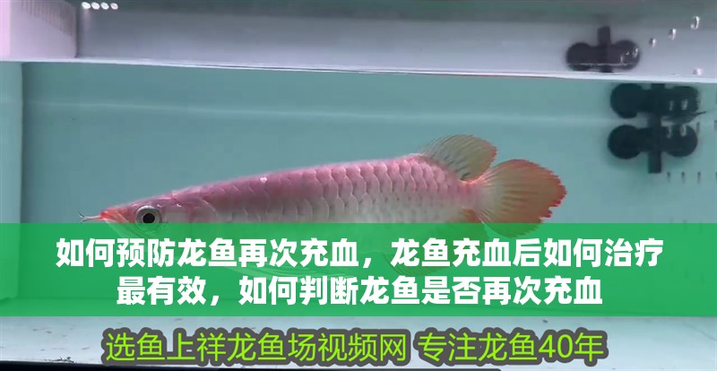如何預(yù)防龍魚再次充血，龍魚充血后如何治療最有效，如何判斷龍魚是否再次充血