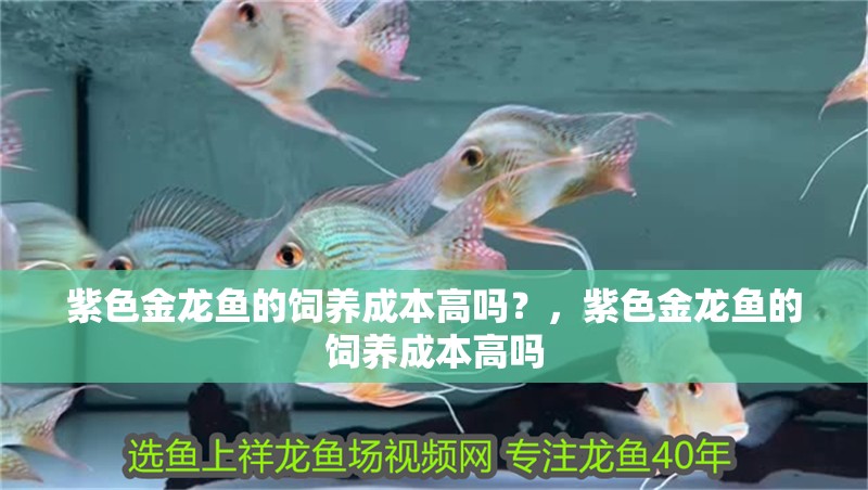 紫色金龍魚的飼養成本高嗎？，紫色金龍魚的飼養成本高嗎