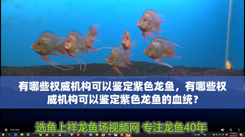 有哪些權(quán)威機(jī)構(gòu)可以鑒定紫色龍魚，有哪些權(quán)威機(jī)構(gòu)可以鑒定紫色龍魚的血統(tǒng)？