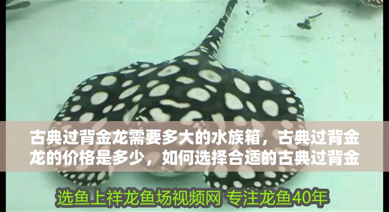 古典過(guò)背金龍需要多大的水族箱，古典過(guò)背金龍的價(jià)格是多少，如何選擇合適的古典過(guò)背金龍