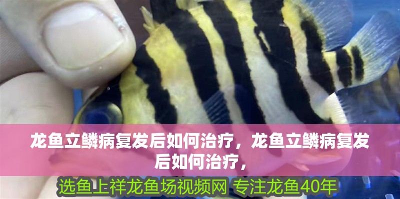 龍魚立鱗病復(fù)發(fā)后如何治療，龍魚立鱗病復(fù)發(fā)后如何治療，