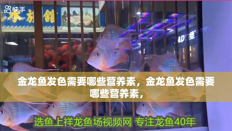 金龍魚(yú)發(fā)色需要哪些營(yíng)養(yǎng)素，金龍魚(yú)發(fā)色需要哪些營(yíng)養(yǎng)素，