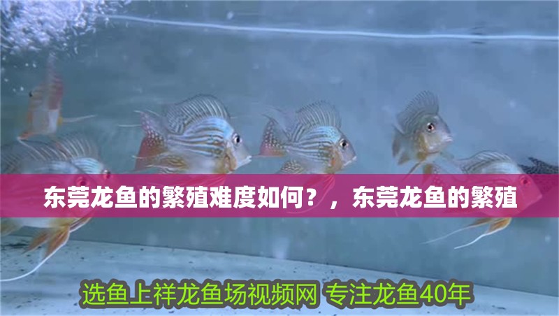 東莞龍魚的繁殖難度如何？，東莞龍魚的繁殖