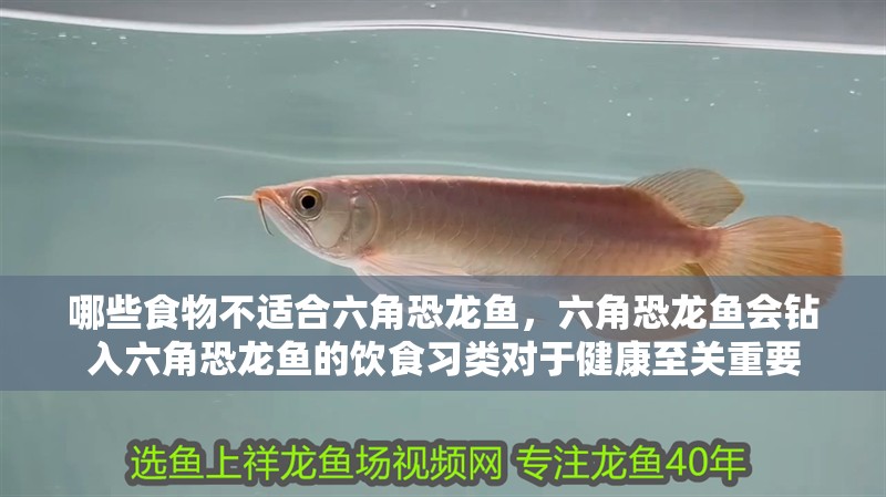 哪些食物不適合六角恐龍魚，六角恐龍魚會鉆入六角恐龍魚的飲食習類對于健康至關重要