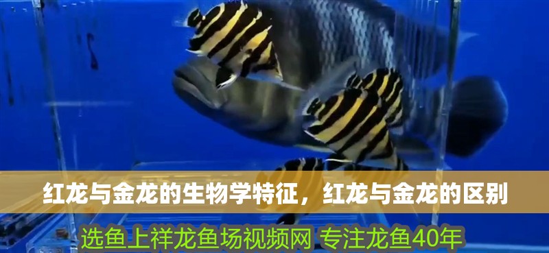 紅龍與金龍的生物學特征，紅龍與金龍的區別