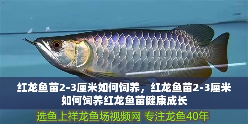 紅龍魚苗2-3厘米如何飼養，紅龍魚苗2-3厘米如何飼養紅龍魚苗健康成長