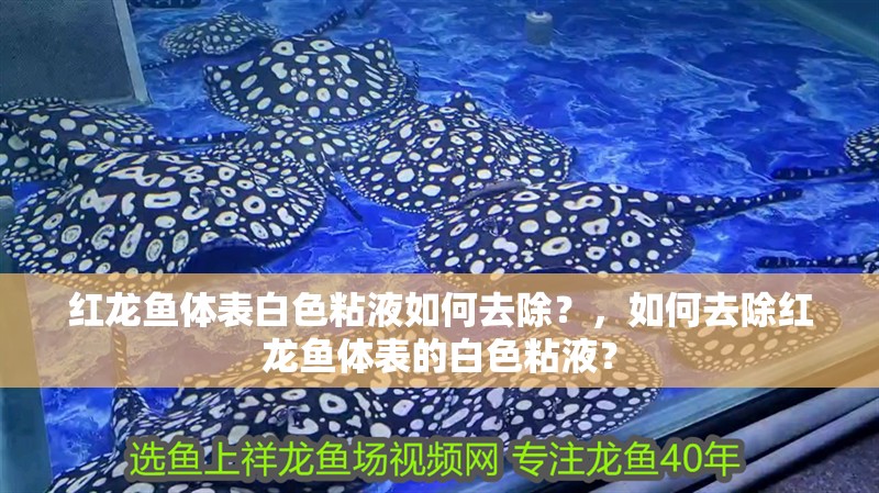 紅龍魚體表白色粘液如何去除？，如何去除紅龍魚體表的白色粘液？