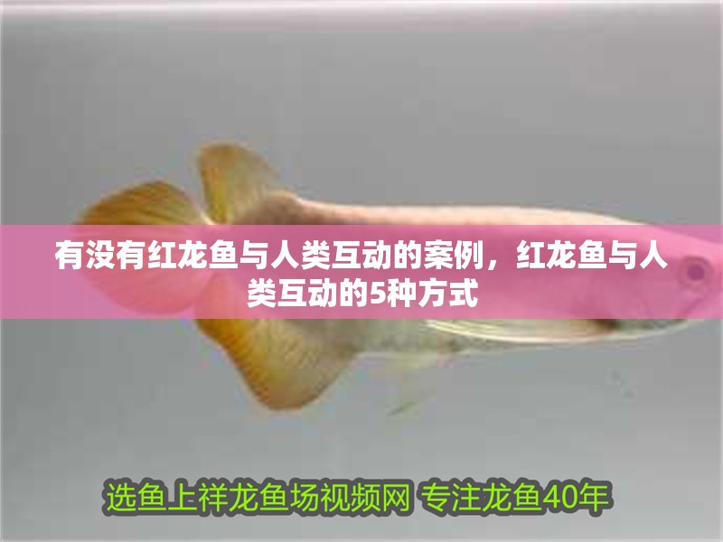 有沒有紅龍魚與人類互動的案例，紅龍魚與人類互動的5種方式