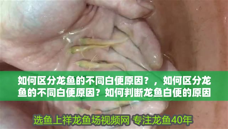 如何區分龍魚的不同白便原因？，如何區分龍魚的不同白便原因？如何判斷龍魚白便的原因？