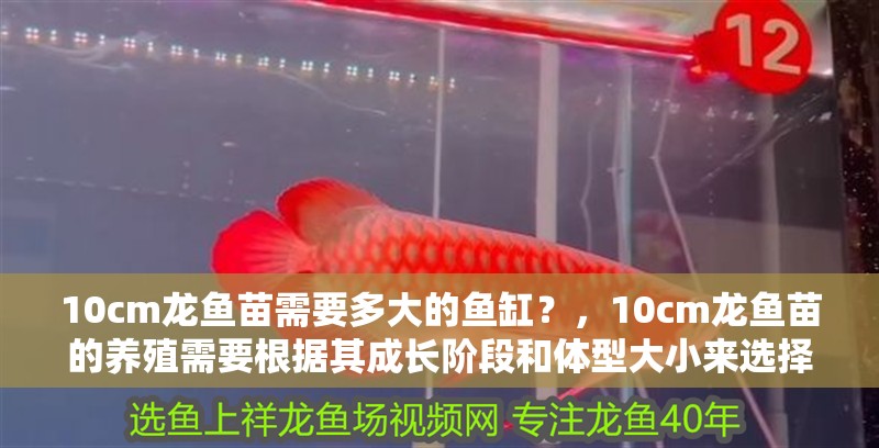 10cm龍魚苗需要多大的魚缸？，10cm龍魚苗的養殖需要根據其成長階段和體型大小來選擇合適的魚缸