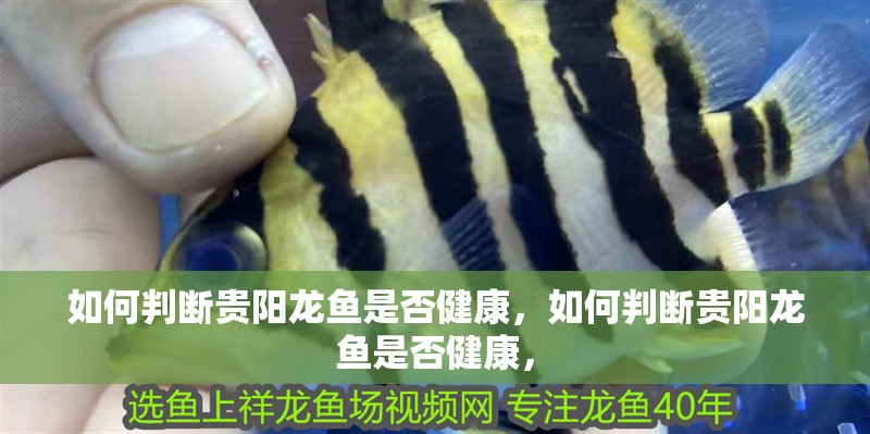 如何判斷貴陽龍魚是否健康，如何判斷貴陽龍魚是否健康，